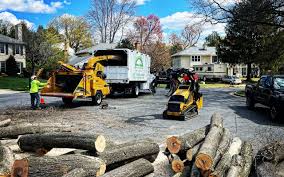 Best Tree Risk Assessment  in White Rock, NM