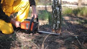 Best Emergency Tree Removal  in White Rock, NM
