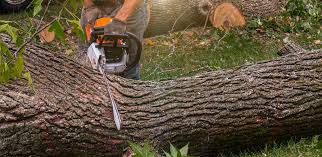 Best Lawn Pest Prevention  in White Rock, NM