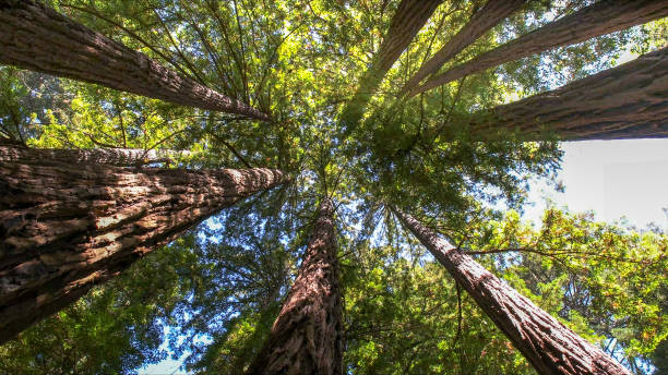 Best Tree Health Inspection  in White Rock, NM