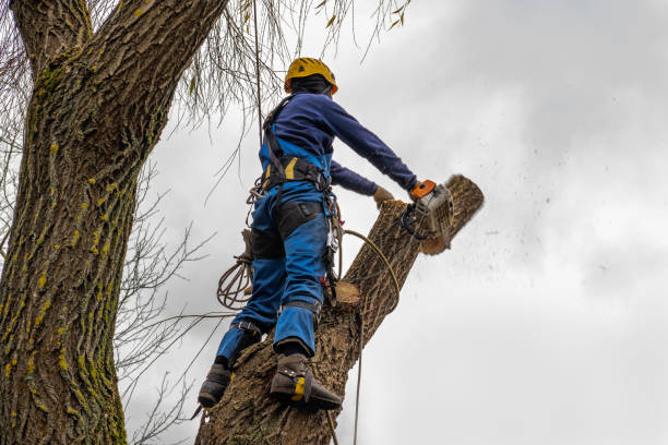 Best Tree and Shrub Care  in White Rock, NM