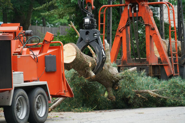 Best Utility Line Clearance  in White Rock, NM