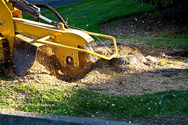 Best Lawn Drainage Solutions  in White Rock, NM