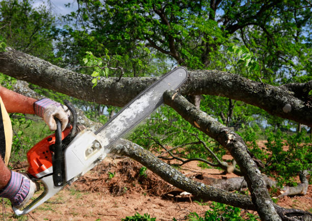 Best Tree Removal  in White Rock, NM